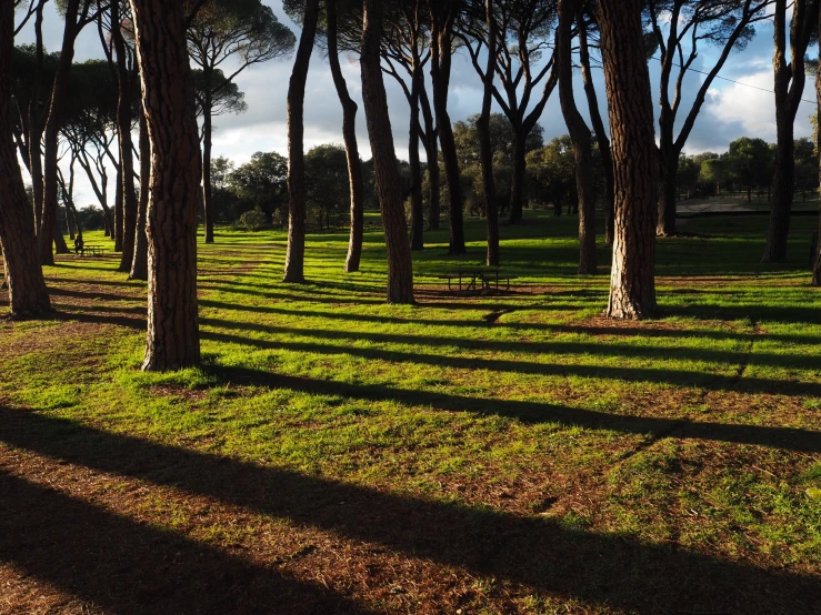 several trees are lined up next to each other