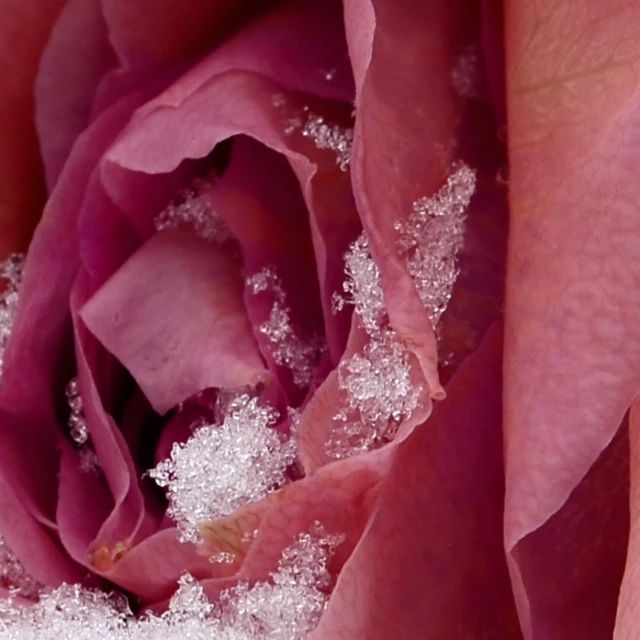 a beautiful flower in some type of close up