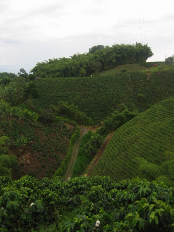 the lush green hills are covered with green plants