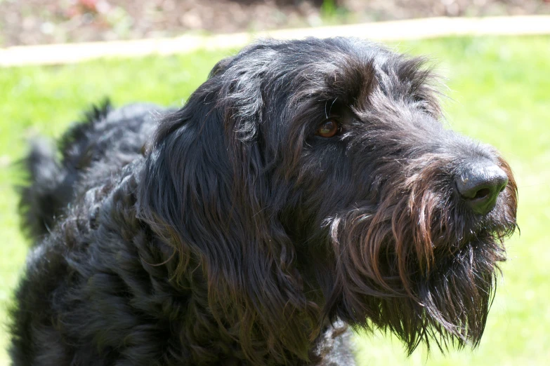 a close up of a dog with green grass