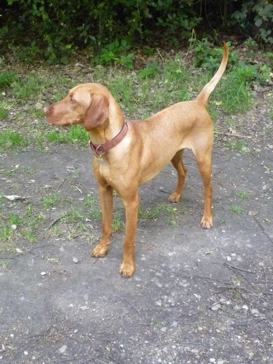 a small brown dog standing next to some brush