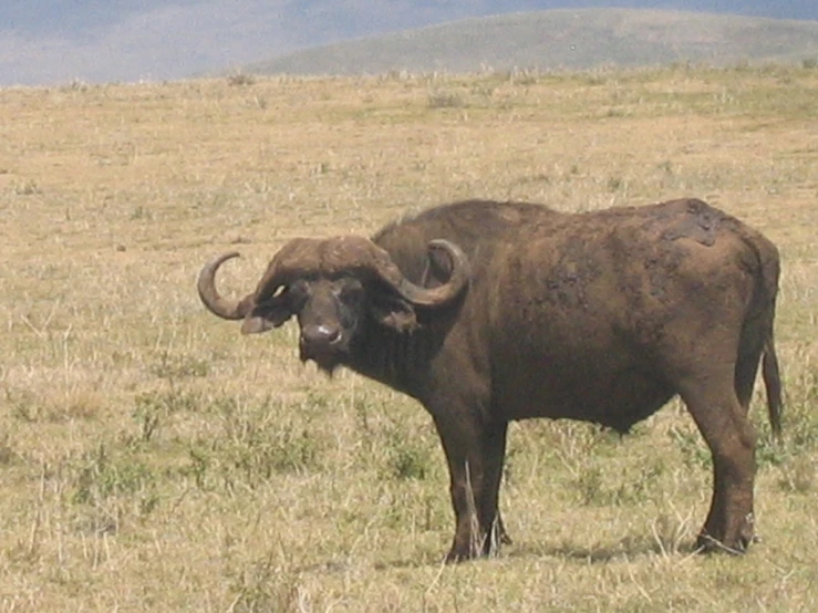 an animal with large horns standing in a dry grass field