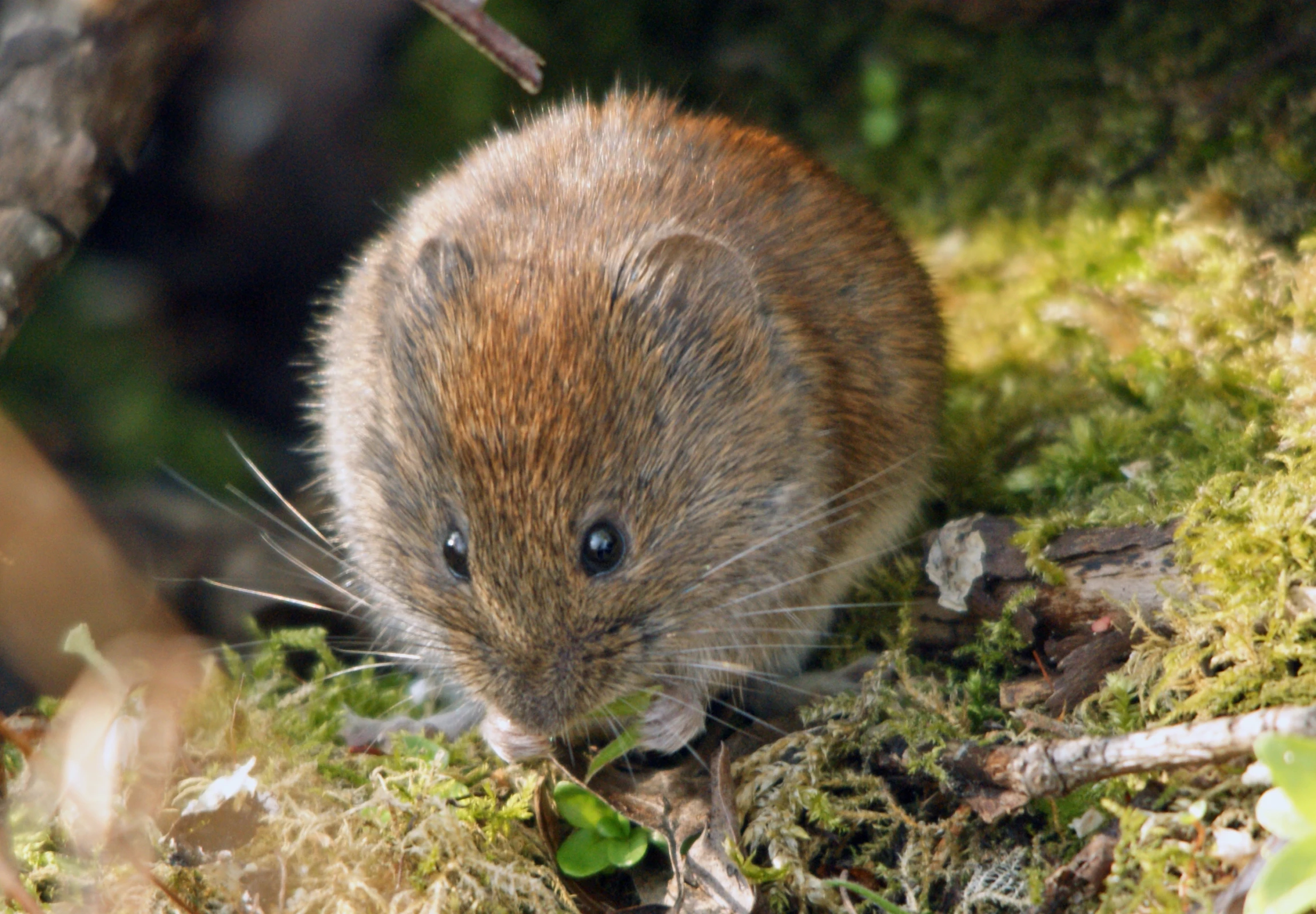 a close up of a small animal on some grass