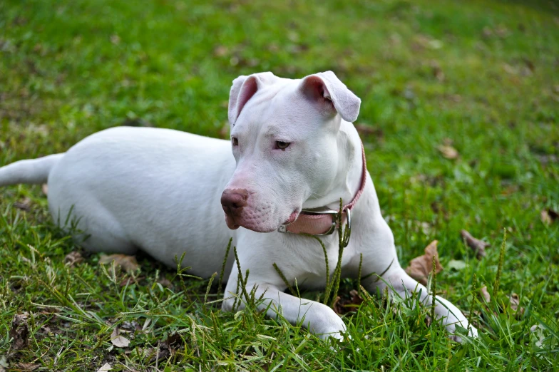 a dog is laying in the grass and staring