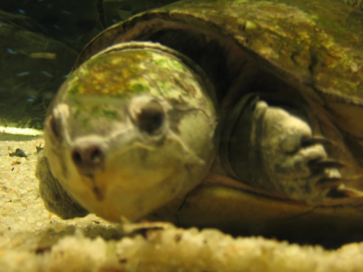 a turtle pokes its head out from its shell