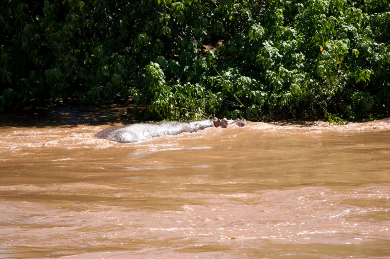 a white body floating on top of water next to trees