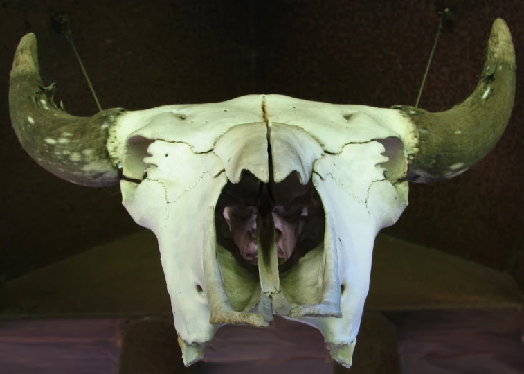 an odd animal's skull with sharp teeth with two heads exposed