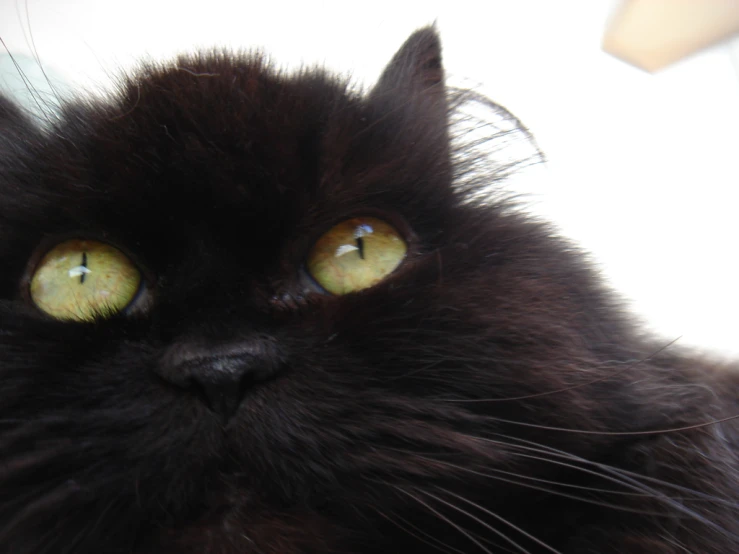 a cat with large yellow eyes looking at the camera