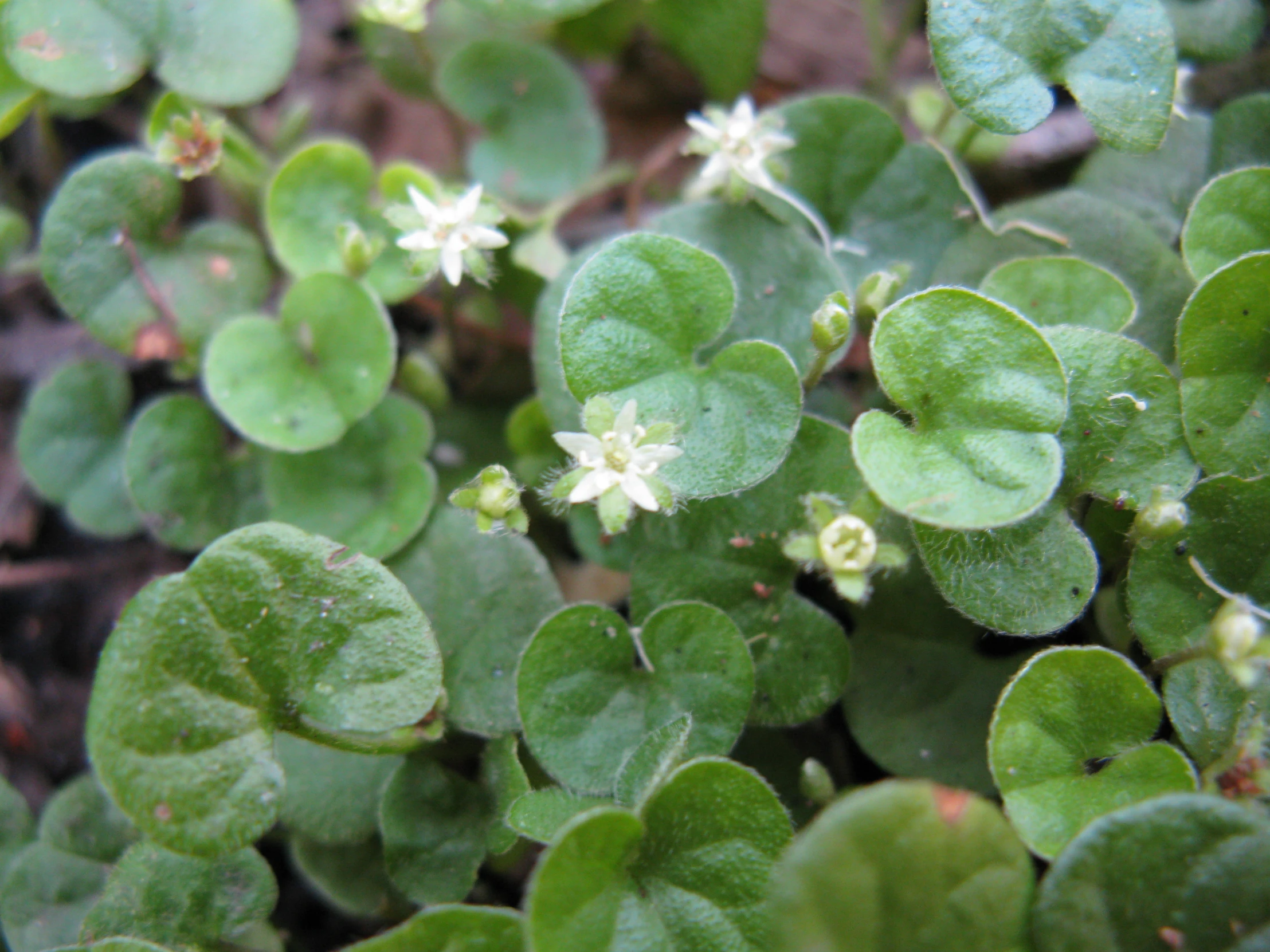 the green plants are blooming all together