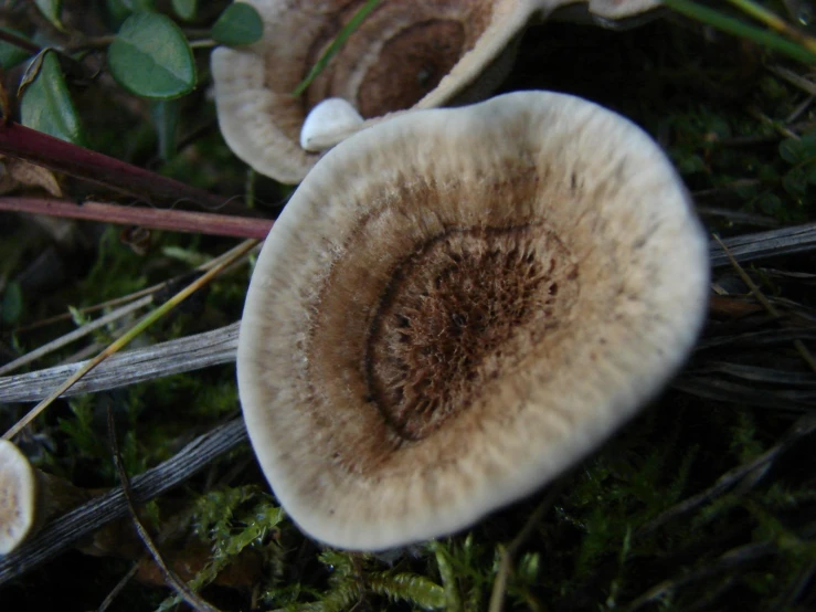 a mushroom with no leaves on it laying in the grass