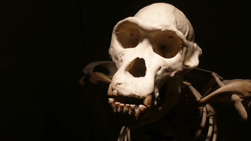 a fake human skeleton with large teeth and a skeleton head