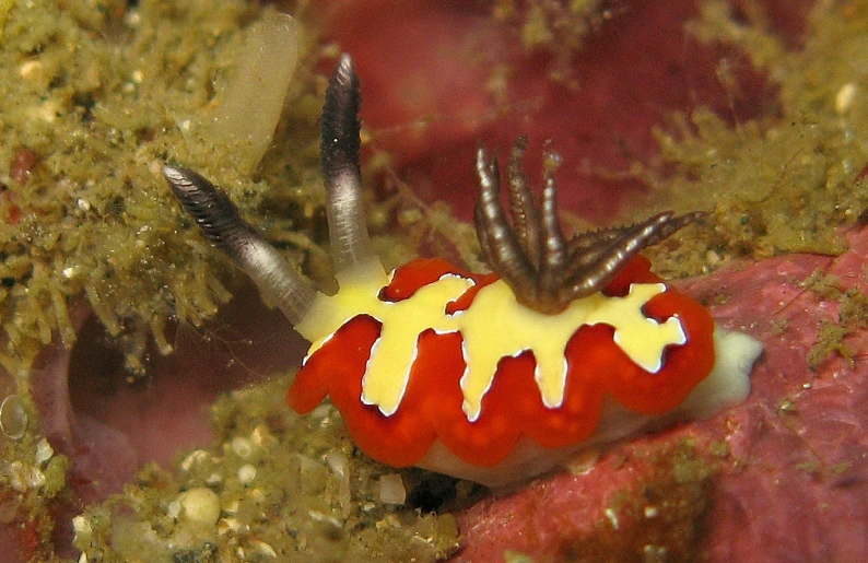 a yellow and red striped snail crawling on a rock