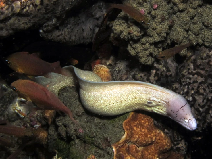 a very big furry looking squid with many other small fish around it