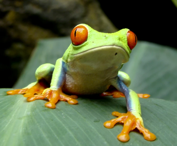 a frog with orange eyes sits on a leaf