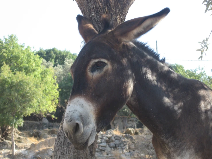 a close up of a very cute looking donkey