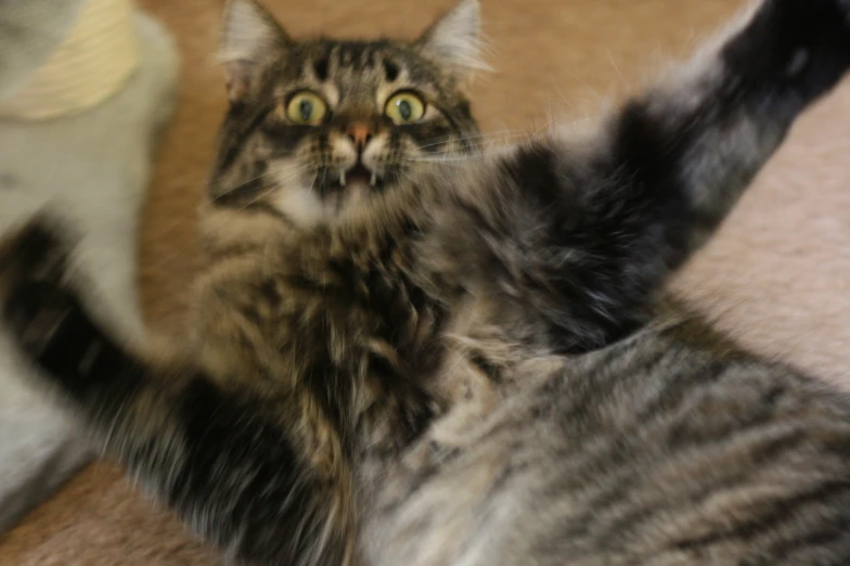 a cat sits on the floor looking up