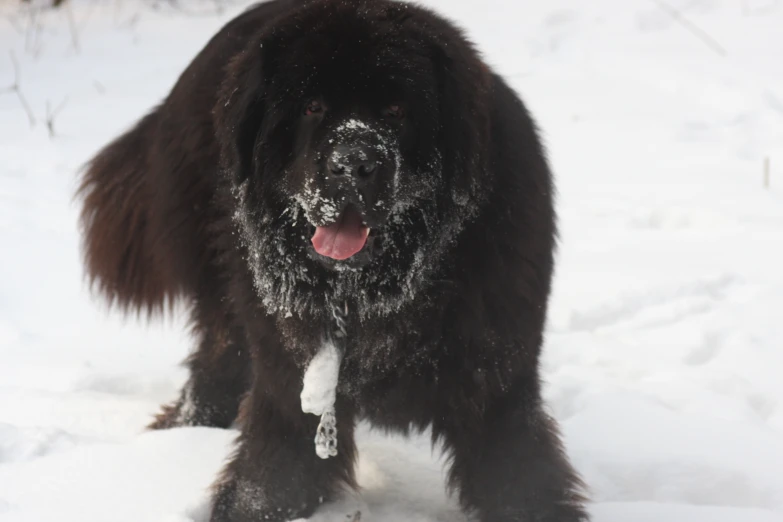 a fluffy dog is standing in the snow