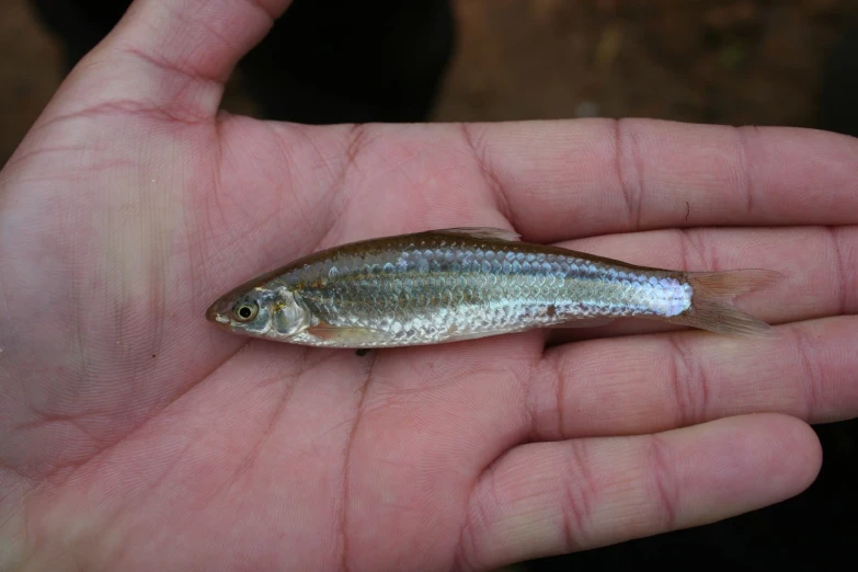 a small fish with a long tail is displayed on someones hand