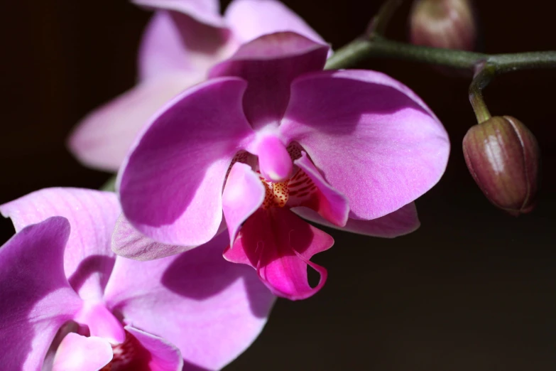 closeup of a pink flower with one red stigma on top