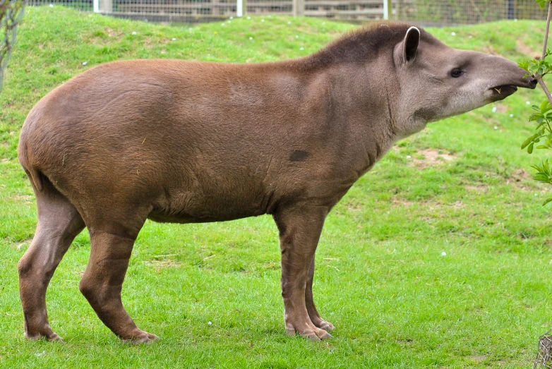 large brown animal standing in open grassy area