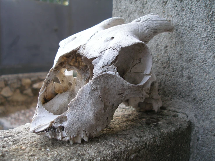 a close up view of a stone animal skull