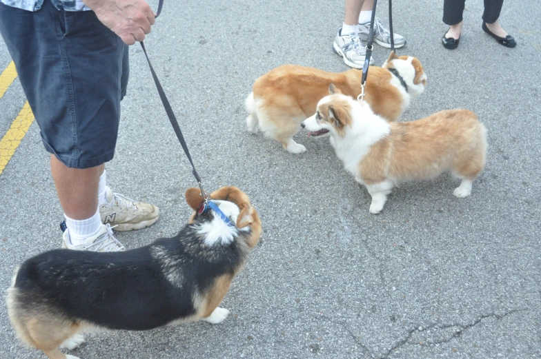 two dogs being walked by people on leashes
