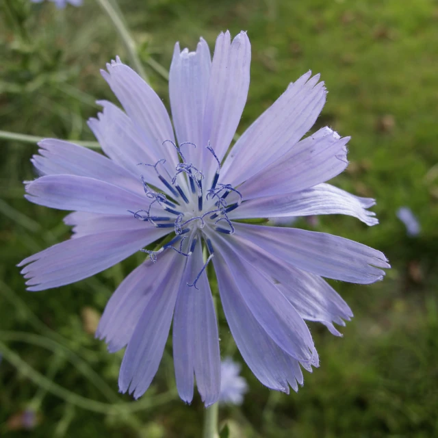 an extremely thin blue flower sits in the field