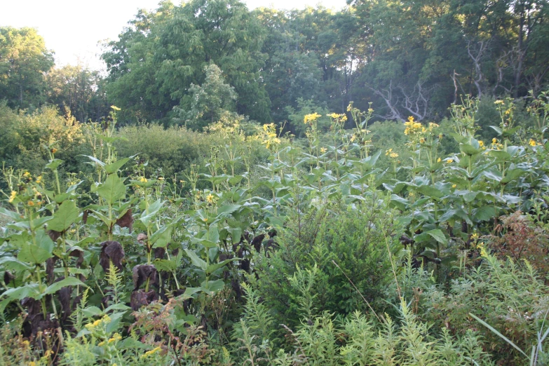 an overgrown area with lots of tall green trees and bushes