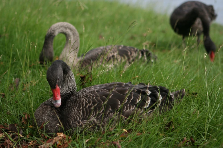 two birds sitting in the grass with one walking