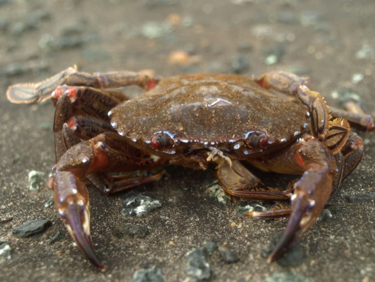 this is an image of a brown crab in the sand