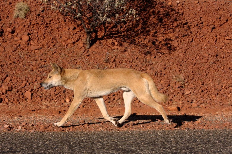 a dog is walking in the dirt