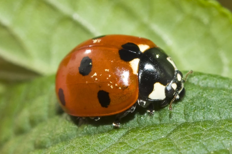 a close up view of a lady beetle on green leaf