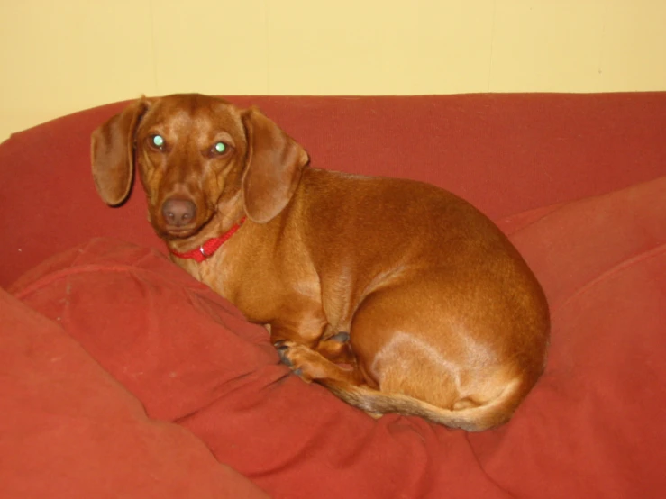 a brown dog sitting on a red couch