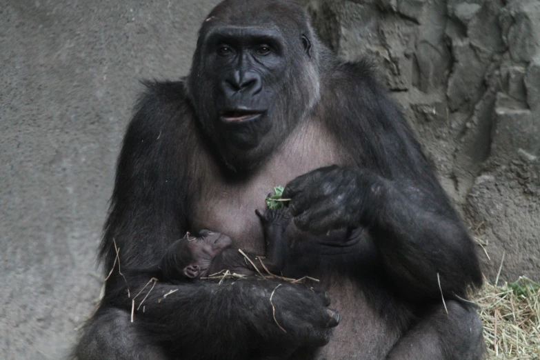 a gorilla sits and eats grass in its zoo enclosure