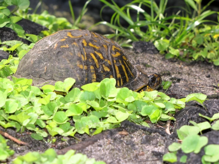 a turtle is crawling through plants on the ground