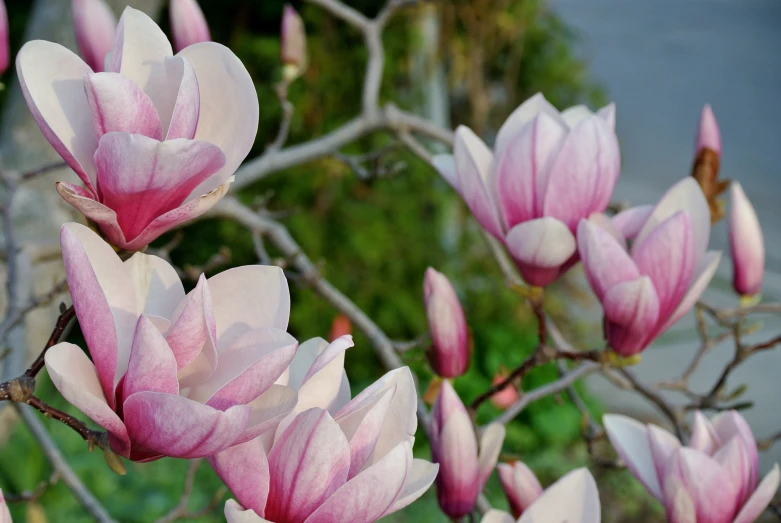 pink flowered tree with green leaves and nches