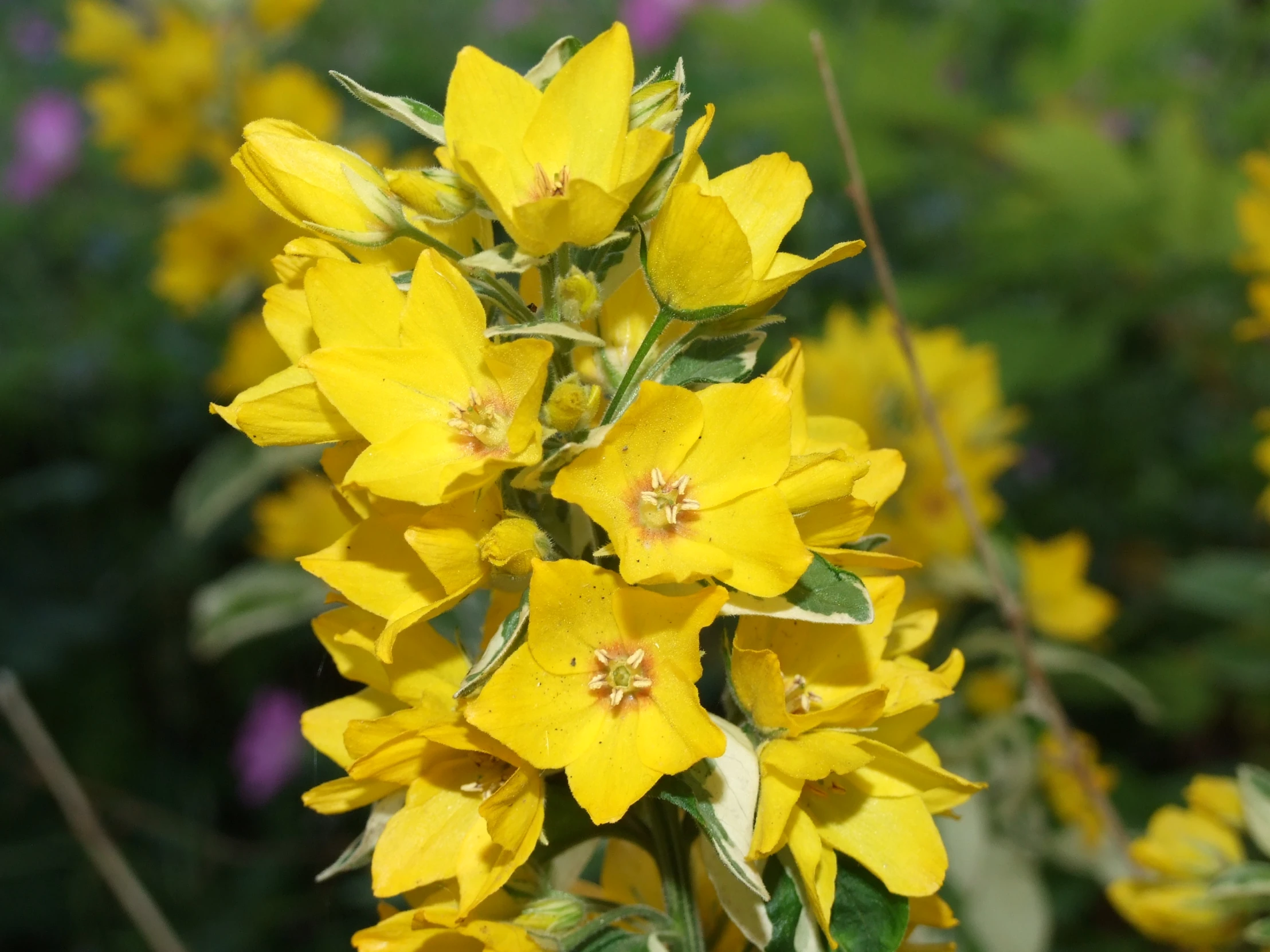 there is a group of yellow flowers blooming together