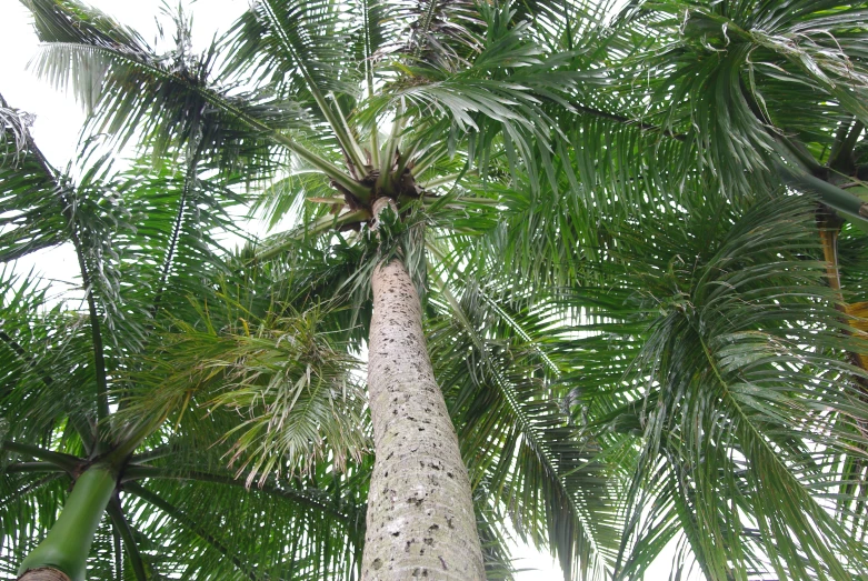 palm trees, showing a long trunk and leaves
