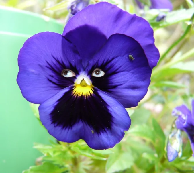 a blue flower with yellow center surrounded by greenery