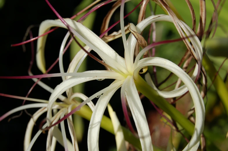 closeup of white and red flowers on a green plant