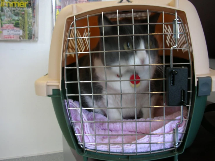 the cat is lying inside of the cage