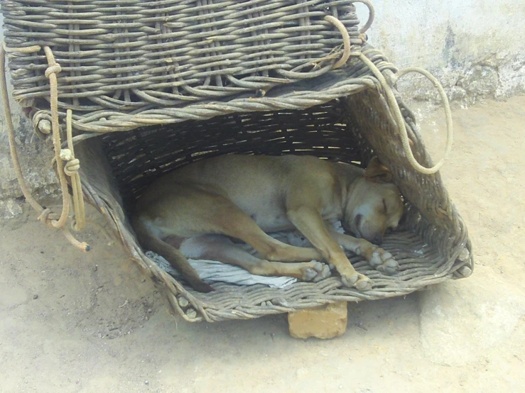 a dog curled up sleeping in a basket
