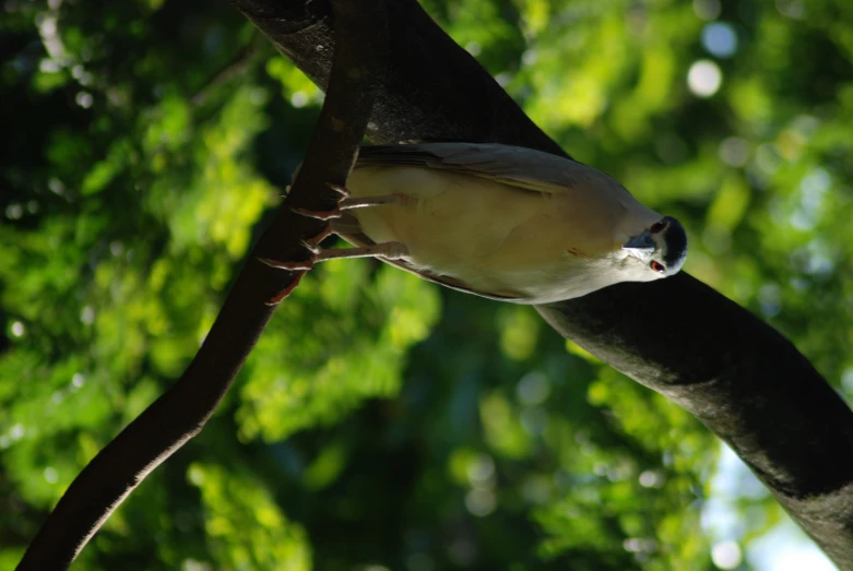 a small bird is perched on a tree nch