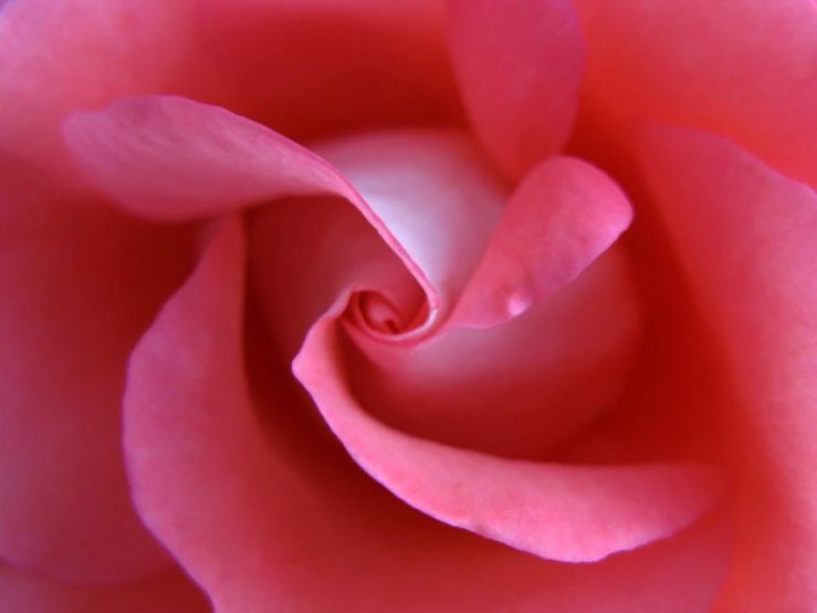 a pink flower with its petals wide open