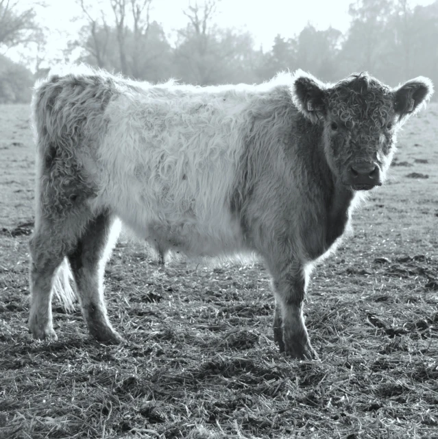 a black and white po of a cow standing on a dry field