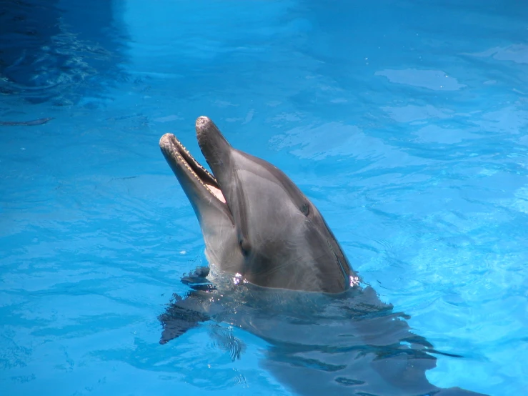 a dolphin is in the water and smiling