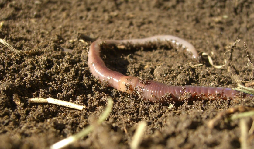 an insect laying on the ground next to some grass