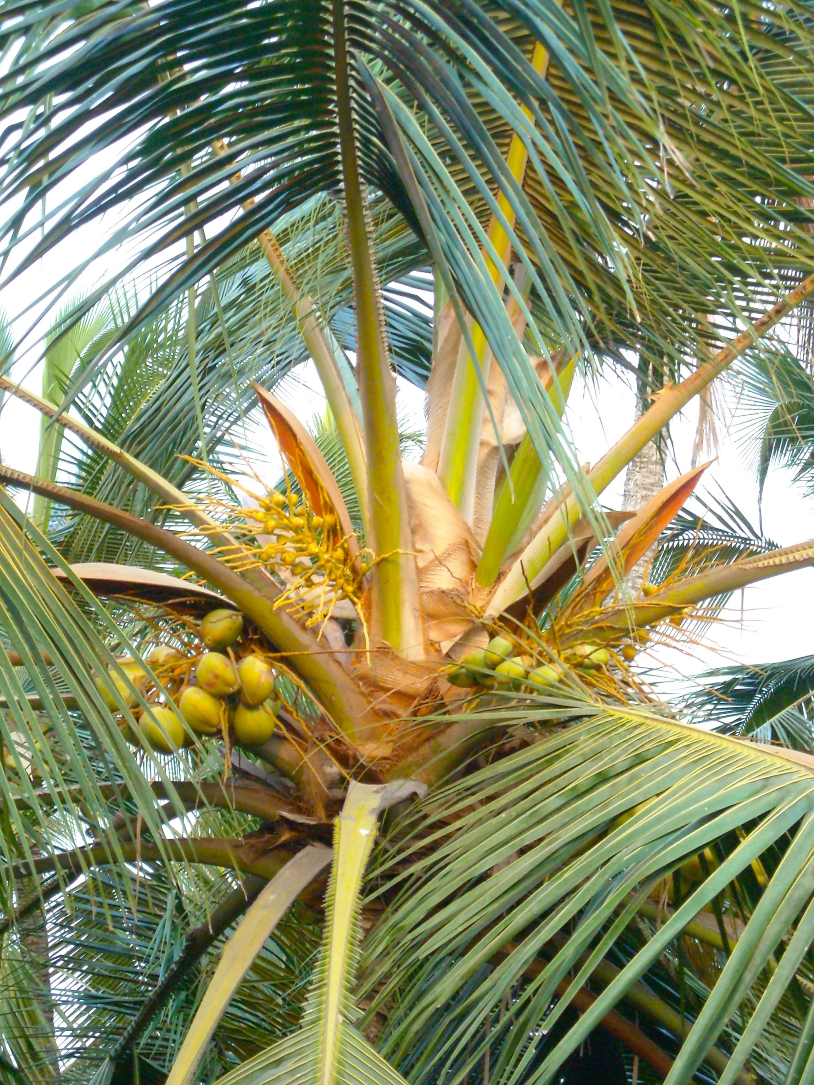 the small fruit is hanging from the tree