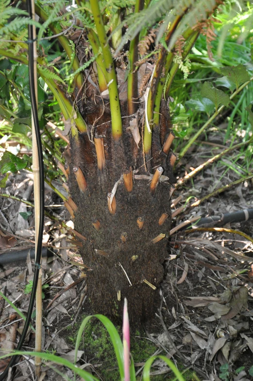 a tree stump with needles sticking out of it in a forest