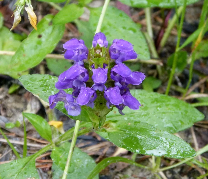 a close - up image of purple flowers with green leaves